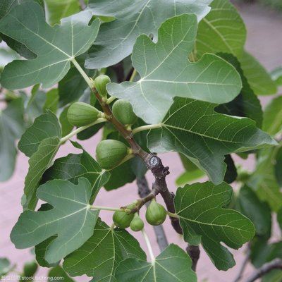 治疗白癜风常用的五种中药,如补骨脂、麝香你知道吗?福建哪家医院治疗白癜风比较好 治疗白癜风常用的五种中药,如补骨脂、麝香你知道吗?福建哪家医院治疗白癜风比较好