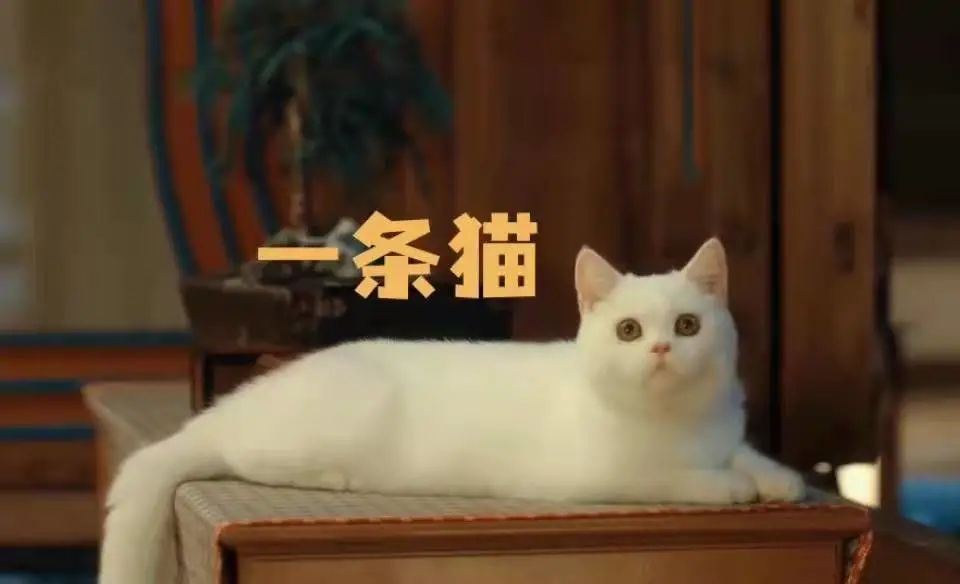 福建最佳白癜风治疗方法,可爱的宠物白癜风患者可以养吗? 福建最佳白癜风治疗方法,可爱的宠物白癜风患者可以养吗?