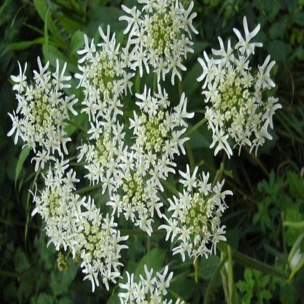福建治白癜风要花多少钱,白芷可以治疗白癜风吗? 福建治白癜风要花多少钱,白芷可以治疗白癜风吗?