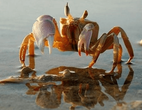 白癜风患者可以吃螃蟹吗？