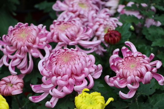 泉州白癜风医院发布-白癜风患者可以养菊花吗？